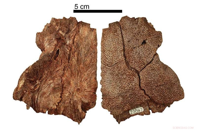 25 Years of Fossil Research Reveal Detailed Portrait of 12‑Foot Hyneria Lindae Predator