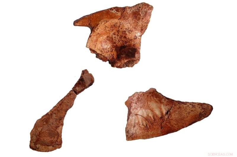 Jurassic Fossil Tail Uncovers Missing Link in Crocodile Evolution