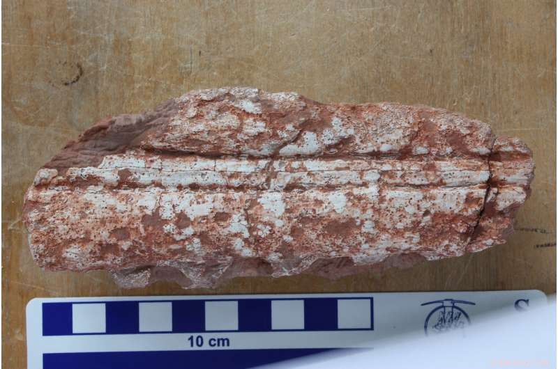 Jurassic Fossil Tail Uncovers Missing Link in Crocodile Evolution