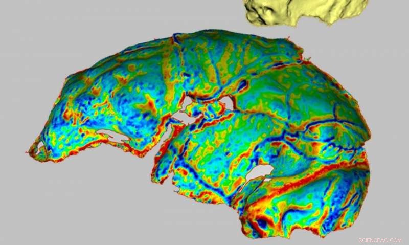Brain Size Isn t Everything: Insights from the Small but Powerful Brain of Homo naledi