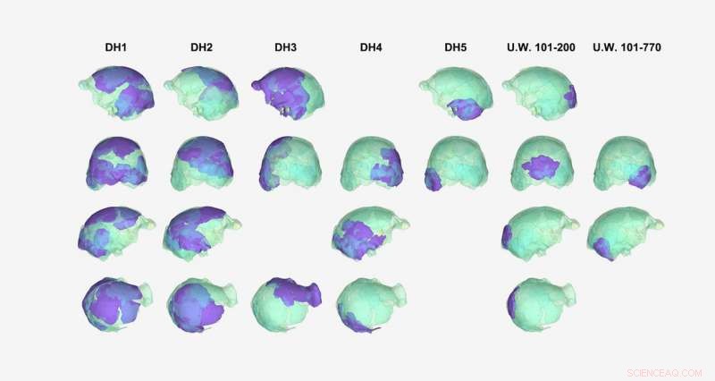 Brain Size Isn t Everything: Insights from the Small but Powerful Brain of Homo naledi