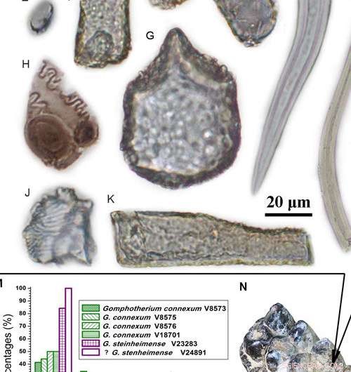 New Insight into Miocene Elephant Relatives: Diet Revealed by Grass Phytoliths in Teeth