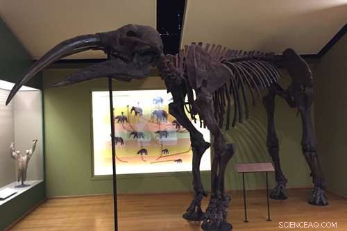 New Insight into Miocene Elephant Relatives: Diet Revealed by Grass Phytoliths in Teeth