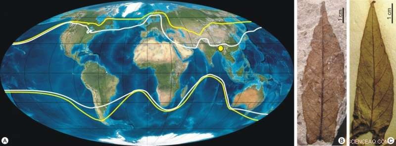 New Study Challenges Assumption That Sweet Potatoes Originated in the Americas
