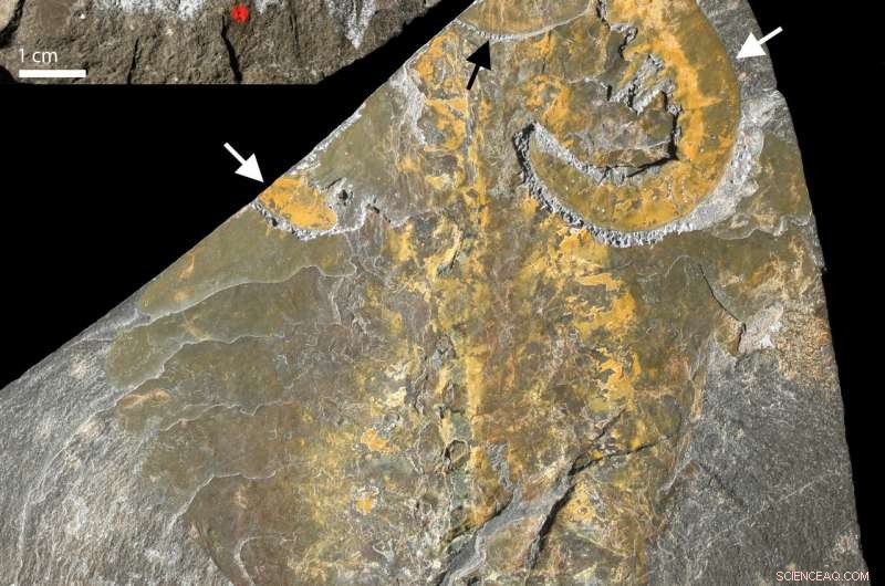Oxford Study Illuminates Cambrian Explosion: How Early Animal Life Evolved 540 Million Years Ago