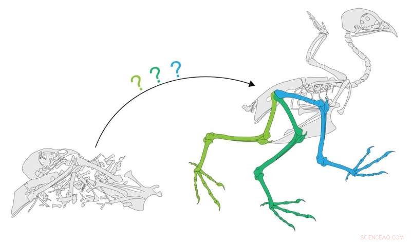New Research Challenges Conventional Wisdom on Pterosaur Flight Mechanics
