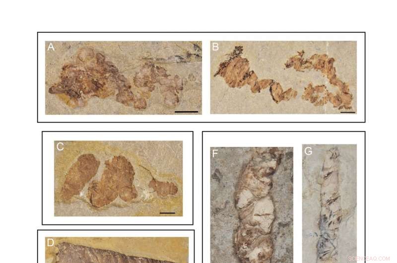 Ancient Coprolites Reveal Rich Diversity of Early Cretaceous Aquatic Vertebrates