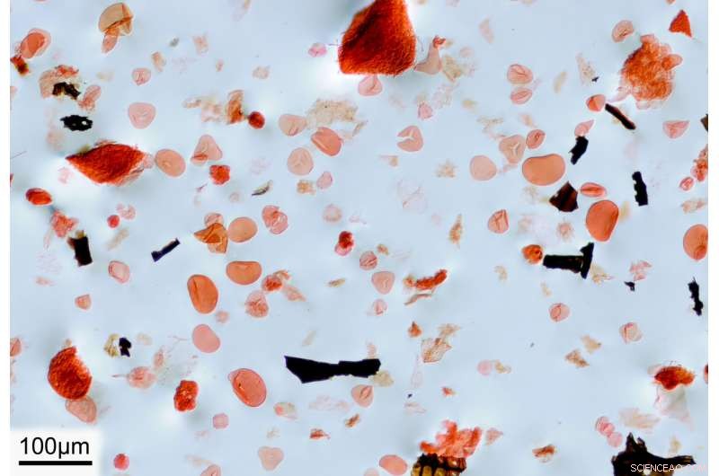 Dinosaurs  Extinction Ended Global Forests and Tree‑Dwelling Birds