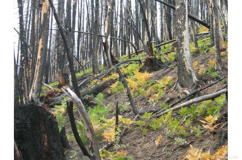 Dinosaurs  Extinction Ended Global Forests and Tree‑Dwelling Birds