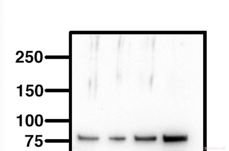 Scientist Demasi Cleared of Misconduct, Yet Scientific Images Face Ongoing Scrutiny