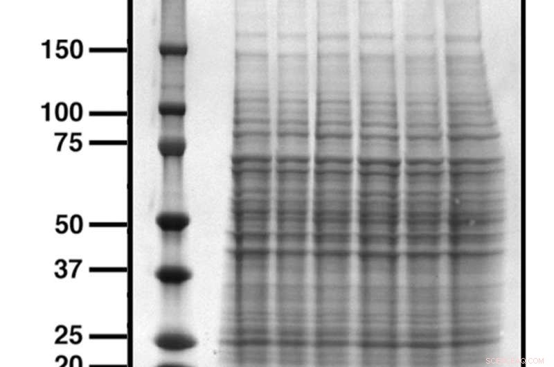Scientist Demasi Cleared of Misconduct, Yet Scientific Images Face Ongoing Scrutiny