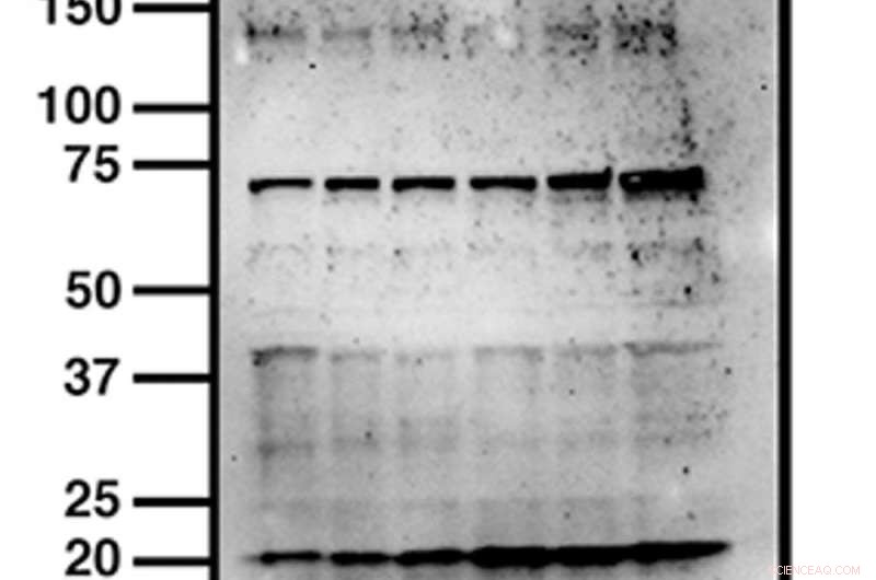 Scientist Demasi Cleared of Misconduct, Yet Scientific Images Face Ongoing Scrutiny