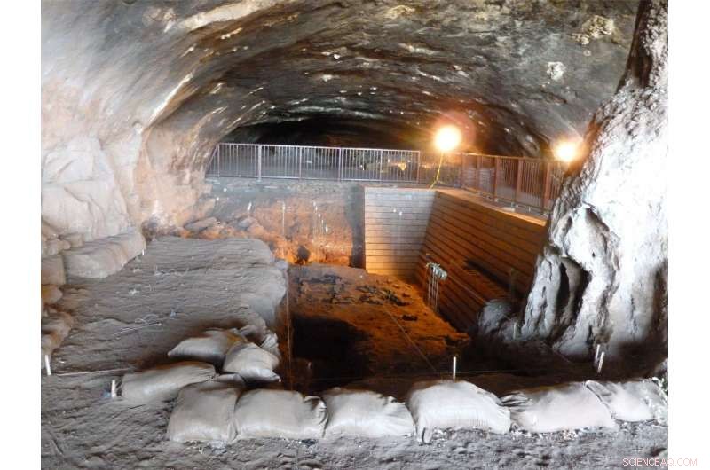 2-Million-Year-Old Prehistoric Teeth Uncover South Africa s Ancient Wet Climate