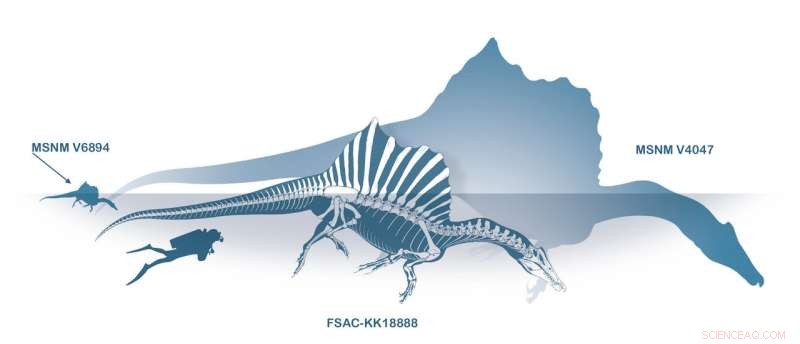 Tiny Fossil Reveals the World’s Largest Predatory Dinosaur