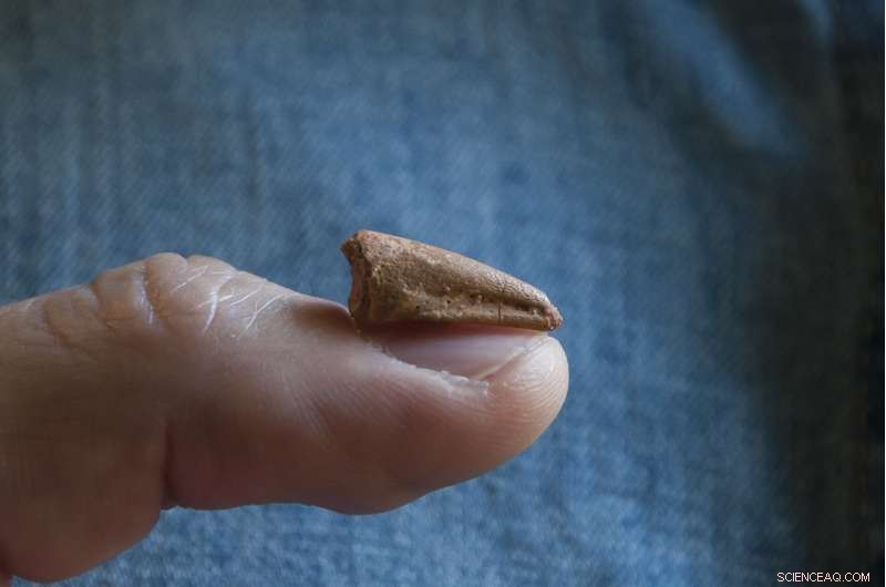 Tiny Fossil Reveals the World’s Largest Predatory Dinosaur