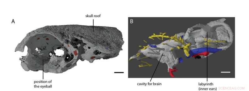 Tiny 400‑Million‑Year‑Old Fish Unveils Surprising Clues to Vertebrate Evolution