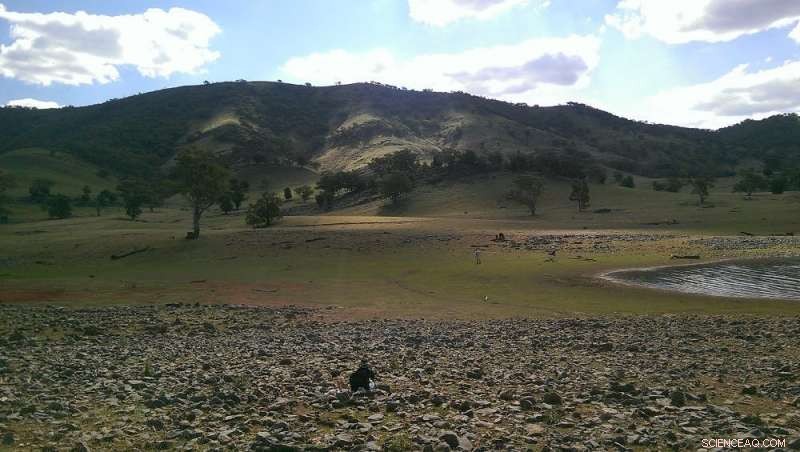 Tiny 400‑Million‑Year‑Old Fish Unveils Surprising Clues to Vertebrate Evolution