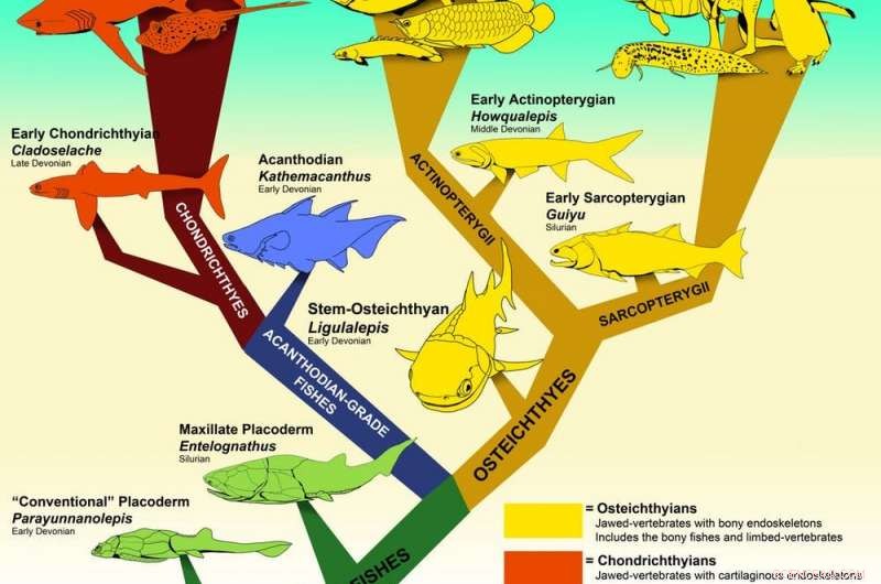 Tiny 400‑Million‑Year‑Old Fish Unveils Surprising Clues to Vertebrate Evolution