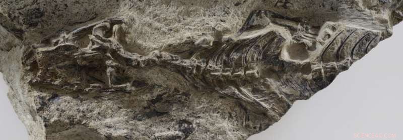 Ancient Fossil Bridges 75‑Million‑Year Gap, Redefining Lizard and Snake Evolution