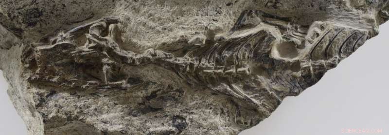 Discover the Ancient Megachirella: Italy’s Oldest Lizard Unearthed