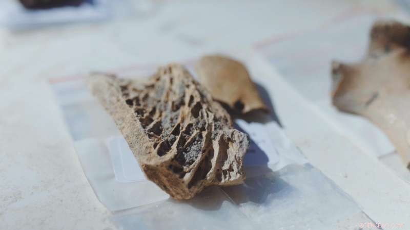 Otago Archaeologists Unearth 14th‑Century Māori Village in Gisborne