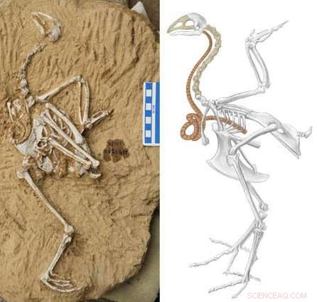 New Fossil Pheasant Reveals Super-Elongated Windpipe from Late Miocene China
