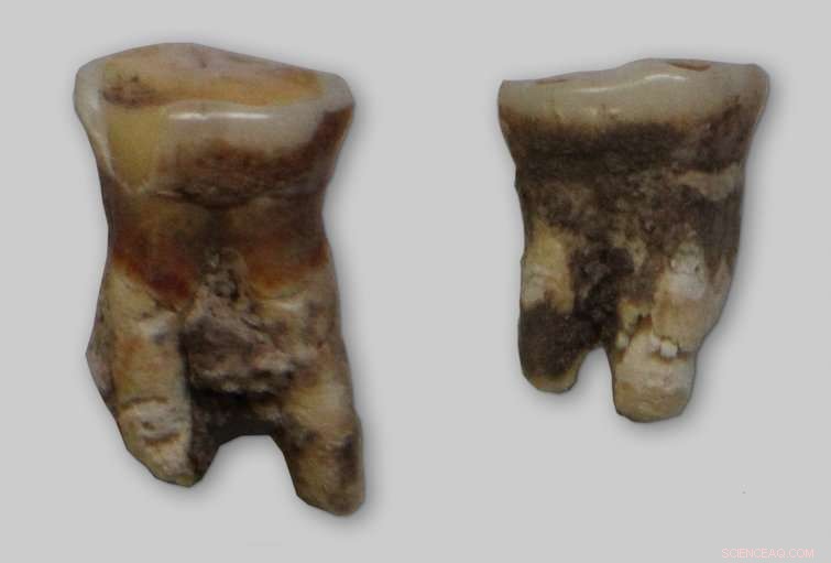 New Mesolithic Tooth Reveals Fish & Plant Diets in Early Croatian Ancestors