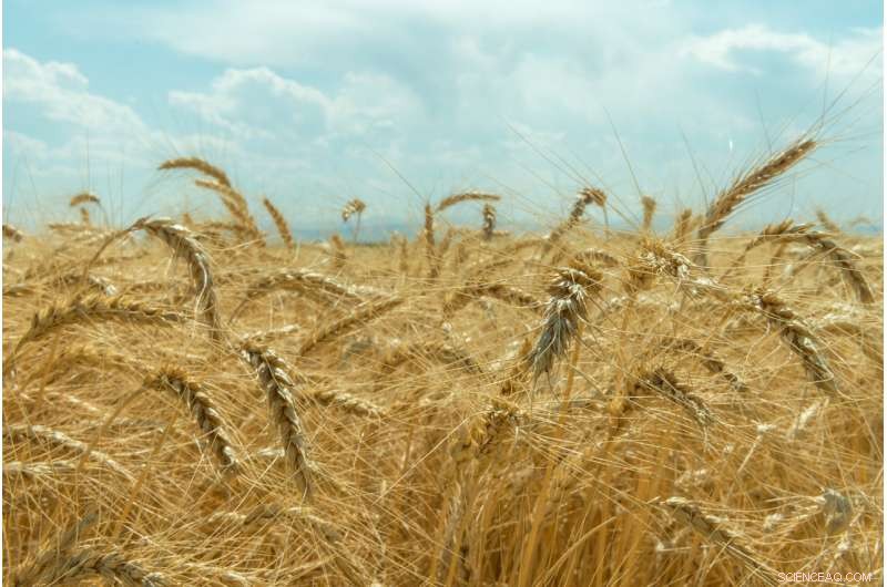 New Evidence Sheds Light on the Origins of Agriculture