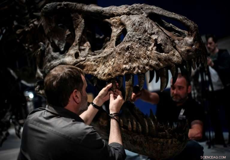 T. Rex Skeleton Takes Paris Botanical Garden by Storm – A Thrilling, Educational Exhibit