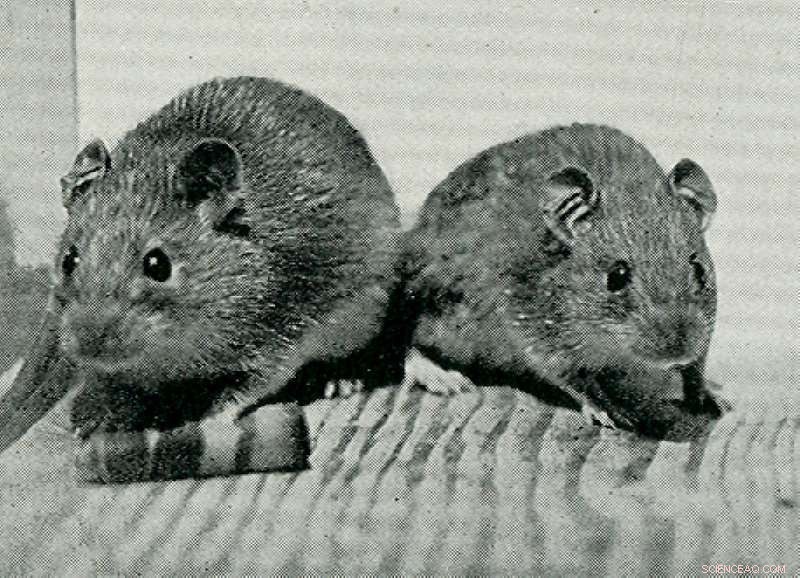 Uncovering 2,000 Years of Human Impact on Pacific Island Ecosystems Through Rat Fossil Analysis