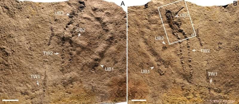 Scientists Discover Earliest Known Animal Footprints from 635 Million Years Ago