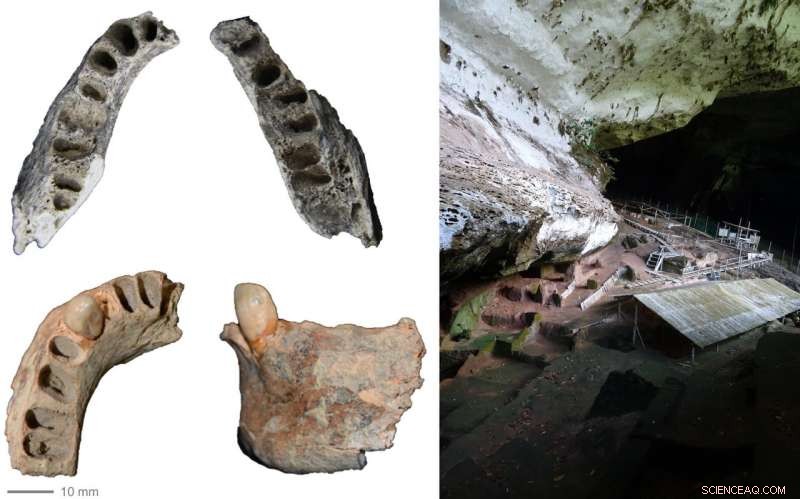 New Insights into Borneo’s Ancient Diets from Late Pleistocene Mandibles Unearthed in Niah Caves