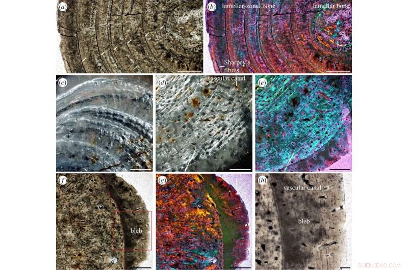 Scientists Detect Tuberculosis‑Like Infection in a 245‑Million‑Year‑Old Marine Reptile