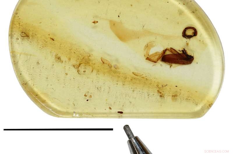 New Fossil Beetle,  Jason , Found in Amber Reveals Paragliding Ancestor from Dinosaur Era
