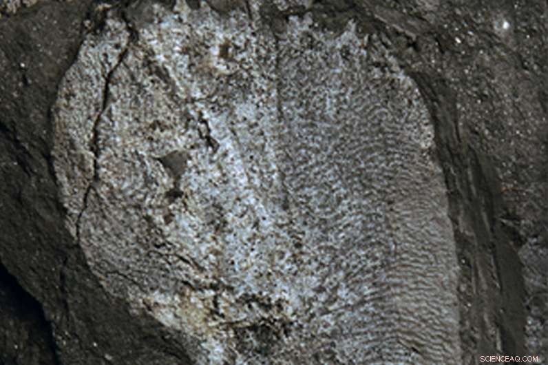 African Devonian Tetrapods Unearthed in Antarctica: First Land‑Dwelling Vertebrates on the Continent