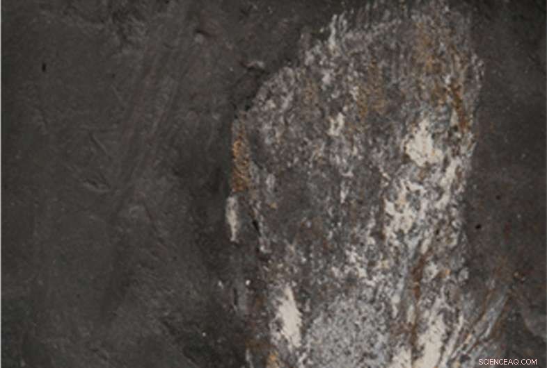 African Devonian Tetrapods Unearthed in Antarctica: First Land‑Dwelling Vertebrates on the Continent