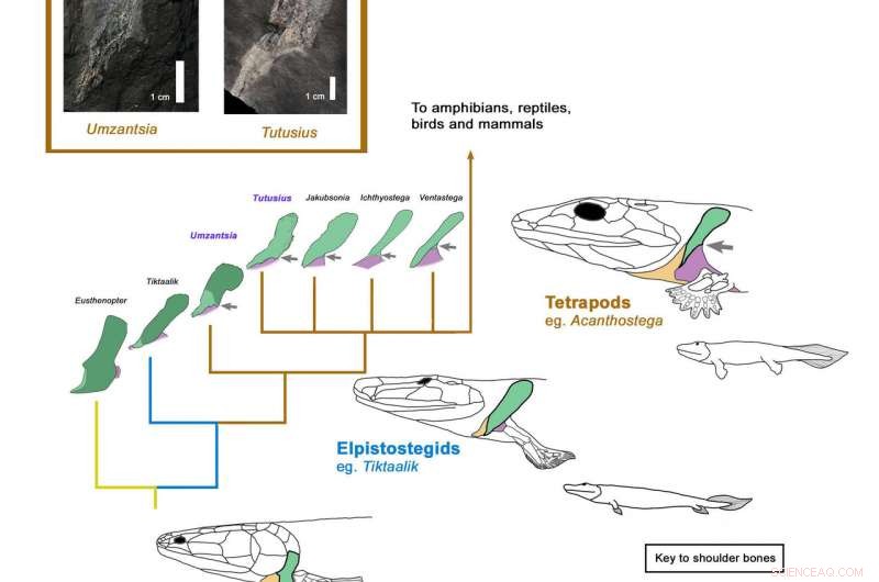 African Devonian Tetrapods Unearthed in Antarctica: First Land‑Dwelling Vertebrates on the Continent