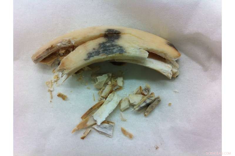 DNA Reveals Bronze Age Hallstatt Pigs: Genetic Evidence of Ancient European Breeds