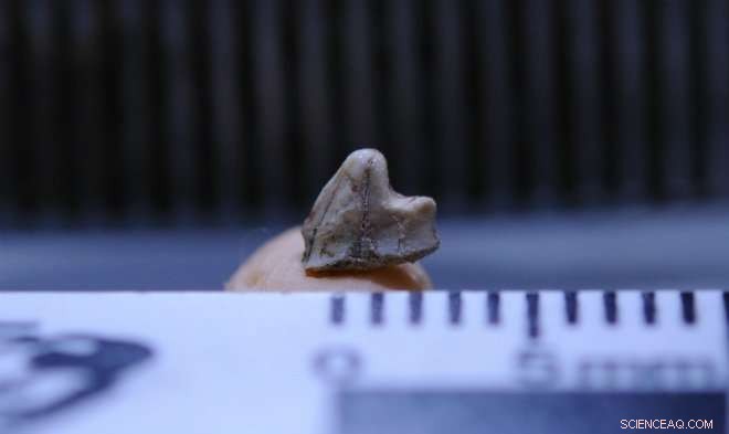 Brazil Unearths Oldest Known Mammal, Honoring David Bowie