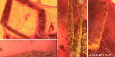 Burmese Amber Reveals 100‑Million‑Year‑Old Bug Life‑and‑Death Struggle
