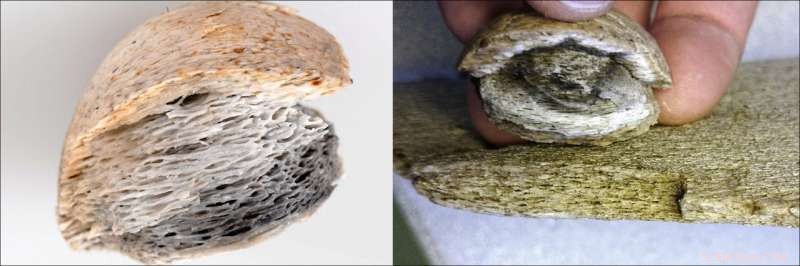 Evidence of 6th‑Century Large‑Scale Whaling in Northern Scandinavia