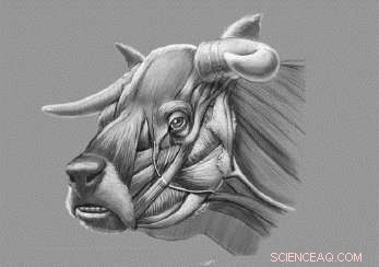 Unveiling the Bulldog‑Faceed Extinct Niata Cow: New Genetic Findings
