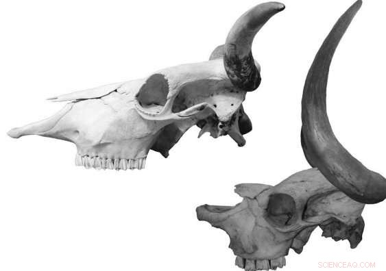 Unveiling the Bulldog‑Faceed Extinct Niata Cow: New Genetic Findings