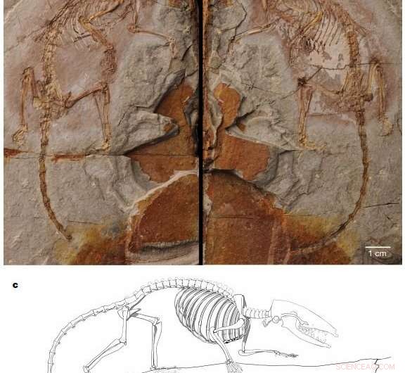 Scientists Uncover and Identify New Ancient Mammal Ancestor in China