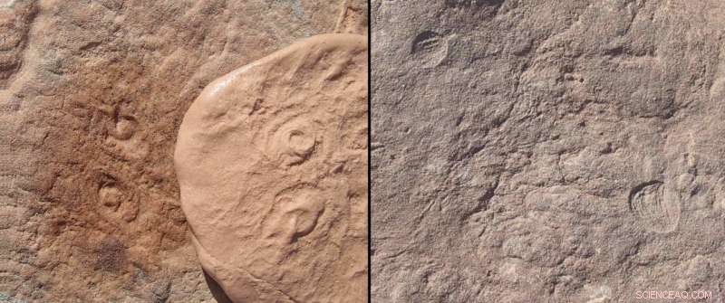 New Ediacaran Fossils Unveiled: Obamus coronatus & Attenborites janeae Reveal Early Animal Diversity