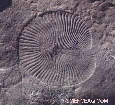 New Ediacaran Fossils Unveiled: Obamus coronatus & Attenborites janeae Reveal Early Animal Diversity