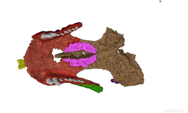 From Shartegosuchus to Modern Crocodylians: Tracing the Evolution of the Gaping Jaw