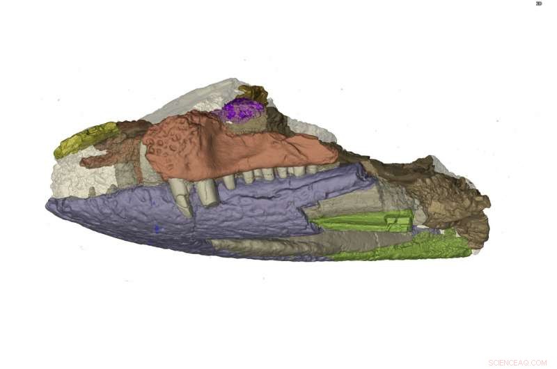 From Shartegosuchus to Modern Crocodylians: Tracing the Evolution of the Gaping Jaw