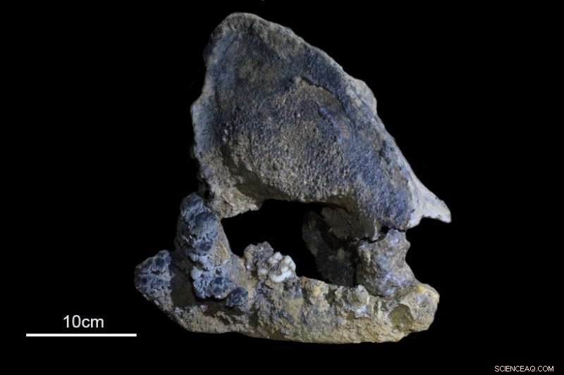 22,000-Year-Old Panda Found in Southern China Reveals a Distinct Ancient Lineage
