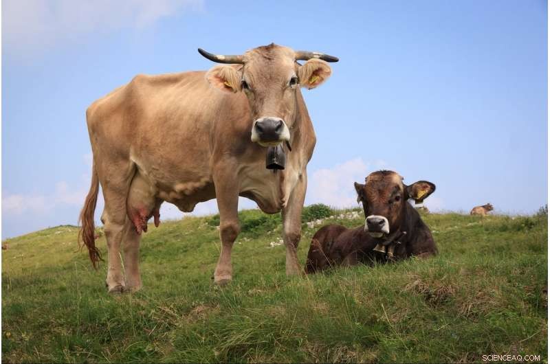 Perceived Threat from Vegetarianism Reduces Compassion for Animals—Study